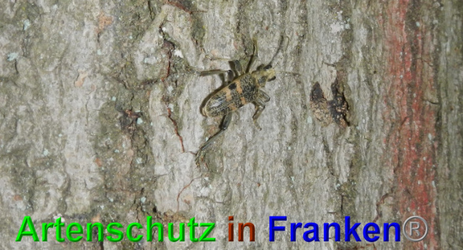 © Artenschutz in Franken® / Jasmin Wegner Bild zum Eintrag (1049058-160)