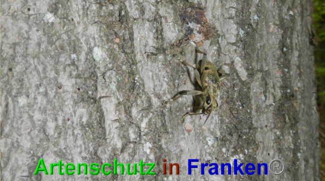 © Artenschutz in Franken® / Jasmin Wegner Bild zum Eintrag (1049059-160)