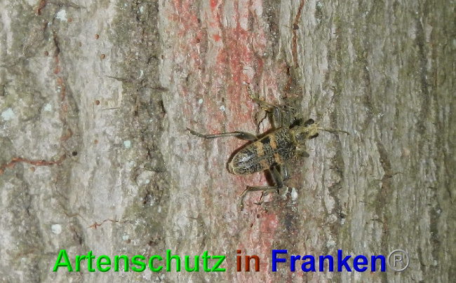 © Artenschutz in Franken® / Jasmin Wegner Bild zum Eintrag (1049061-160)