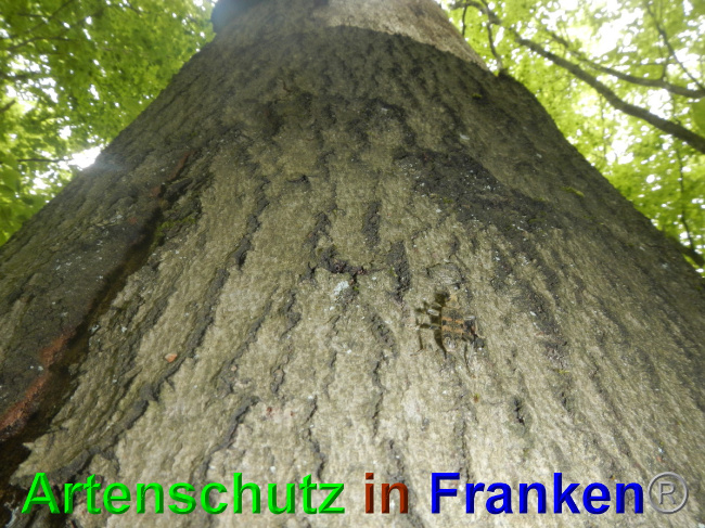 © Artenschutz in Franken® / Jasmin Wegner Bild zum Eintrag (1049062-160)