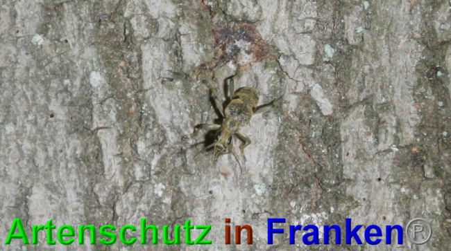 © Artenschutz in Franken® / Jasmin Wegner Bild zum Eintrag (1049063-160)