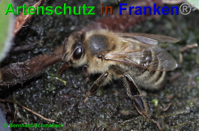 Bild zum Eintrag (1049072-160)