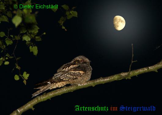 Copyright AiS / 2009 Dieter Eichstädt Bild zum Eintrag (1049073-160)