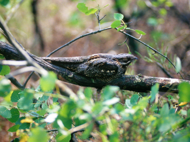 © Martin Schulze/DBU Naturerbe Bild zum Eintrag (1049075-160)
