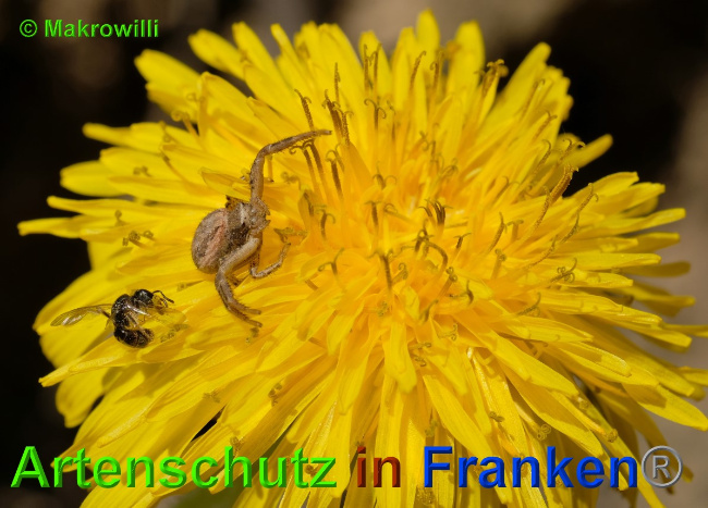 © Artenschutz in Franken® / Makrowilli Bild zum Eintrag (1049262-160)