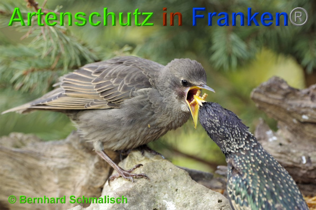 © Artenschutz in Franken® / Bernhard Schmalisch Bild zum Eintrag (1049267-160)