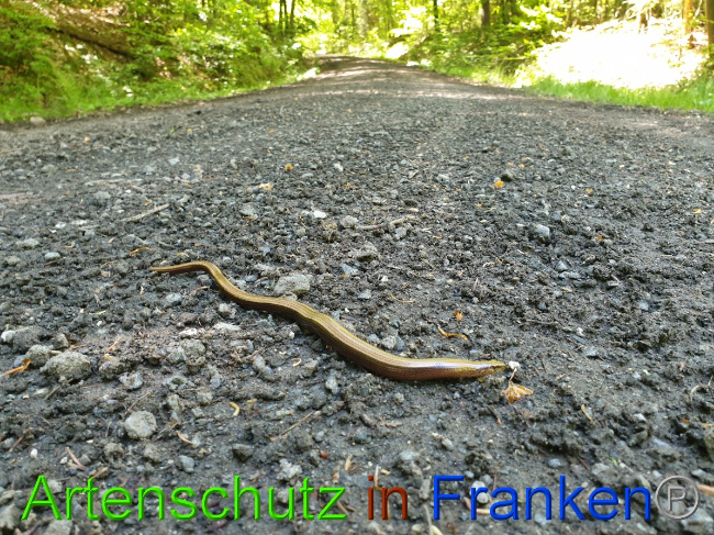 © Artenschutz in Franken® Bild zum Eintrag (1049357-160)