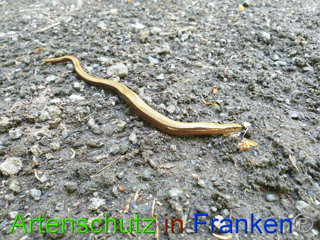 © Artenschutz in Franken® Bild zum Eintrag (1049358-160)