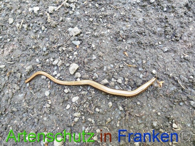 © Artenschutz in Franken® Bild zum Eintrag (1049360-160)