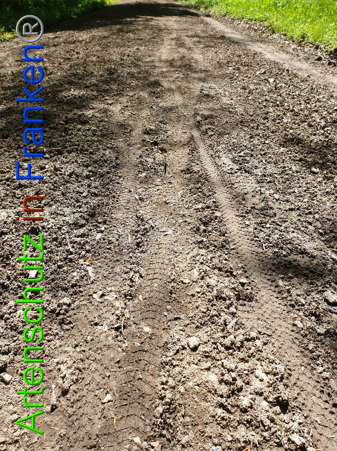 © Artenschutz in Franken® Bild zum Eintrag (1049363-160)