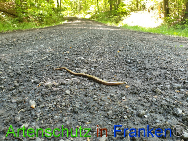 © Artenschutz in Franken® Bild zum Eintrag (1049365-160)
