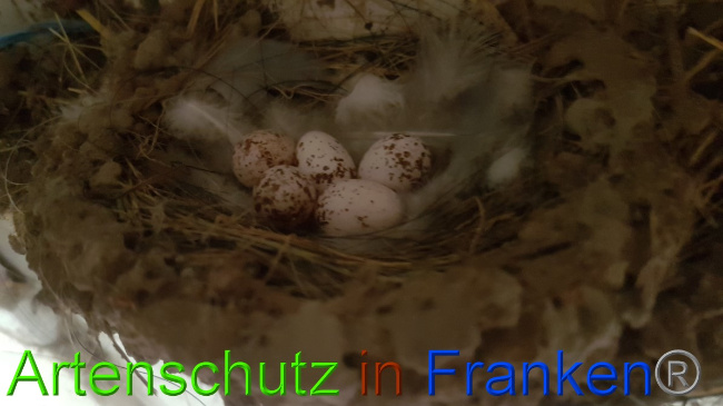 © Artenschutz in Franken® Bild zum Eintrag (1049528-160)