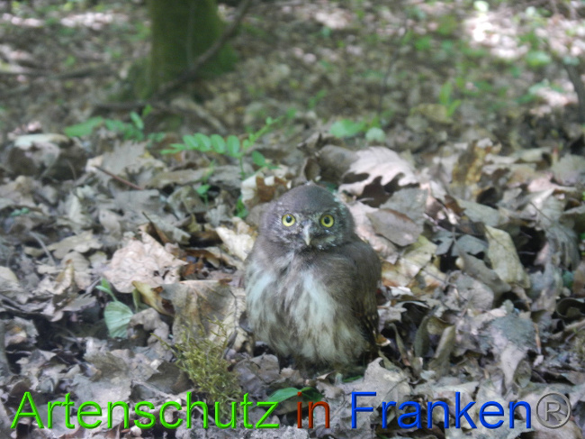 © Artenschutz in Franken® Bild zum Eintrag (1049571-160)