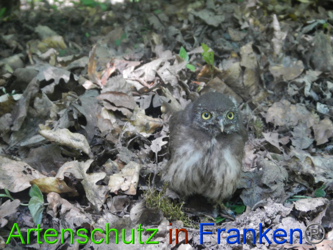 © Artenschutz in Franken® Bild zum Eintrag (1049572-160)