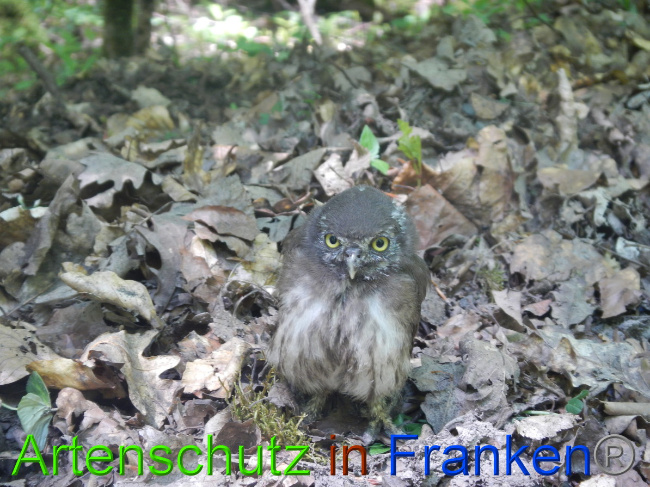 © Artenschutz in Franken® Bild zum Eintrag (1049573-160)