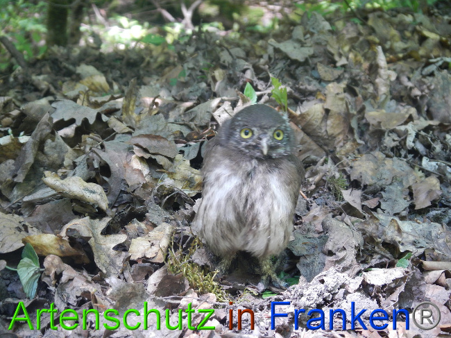 © Artenschutz in Franken® Bild zum Eintrag (1049575-160)