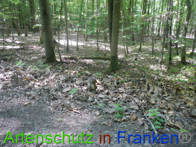 © Artenschutz in Franken® Bild zum Eintrag (1049576-160)