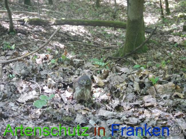 © Artenschutz in Franken® Bild zum Eintrag (1049577-160)
