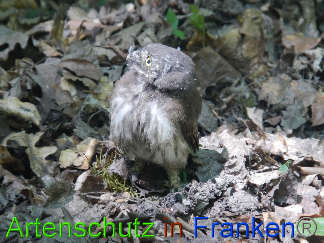 © Artenschutz in Franken® Bild zum Eintrag (1049584-160)