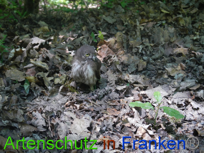 © Artenschutz in Franken® Bild zum Eintrag (1049585-160)