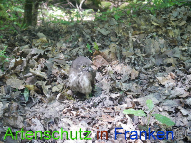 © Artenschutz in Franken® Bild zum Eintrag (1049586-160)