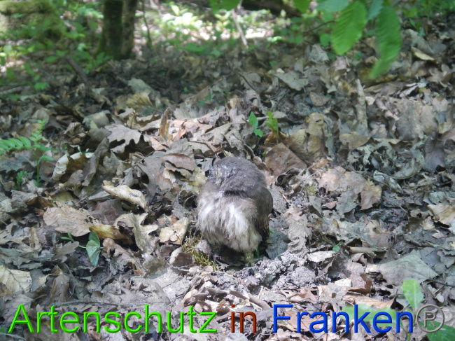 © Artenschutz in Franken® Bild zum Eintrag (1049587-160)