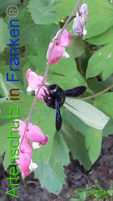 © Artenschutz in Franken® / Greb Bild zum Eintrag (1049747-160)