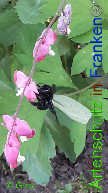 © Artenschutz in Franken® / Greb Bild zum Eintrag (1049748-160)