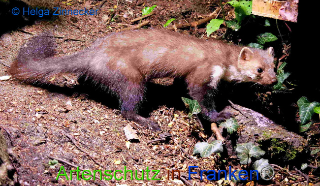 © Artenschutz in Franken® / Helga Zinnecker Bild zum Eintrag (1049877-160)