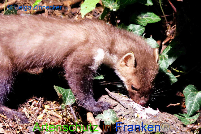 © Artenschutz in Franken® / Helga Zinnecker Bild zum Eintrag (1049878-160)