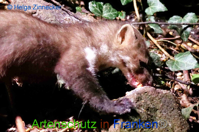 © Artenschutz in Franken® / Helga Zinnecker Bild zum Eintrag (1049881-160)