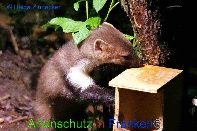 © Artenschutz in Franken® / Helga Zinnecker Bild zum Eintrag (1049882-160)