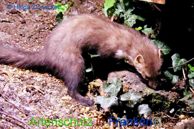 © Artenschutz in Franken® / Helga Zinnecker Bild zum Eintrag (1049883-160)
