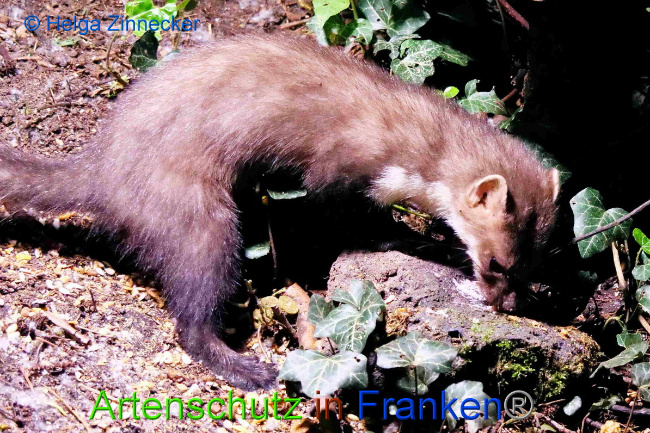 © Artenschutz in Franken® / Helga Zinnecker Bild zum Eintrag (1049884-160)