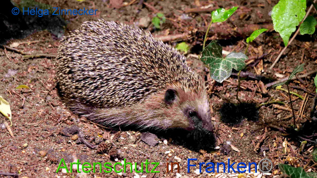 © Artenschutz in Franken® / Helga Zinnecker Bild zum Eintrag (1049892-160)