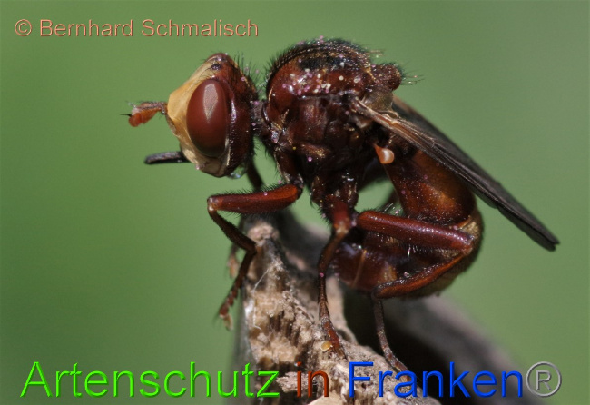© Artenschutz in Franken® / Bernhard Schmalisch Bild zum Eintrag (1050297-160)