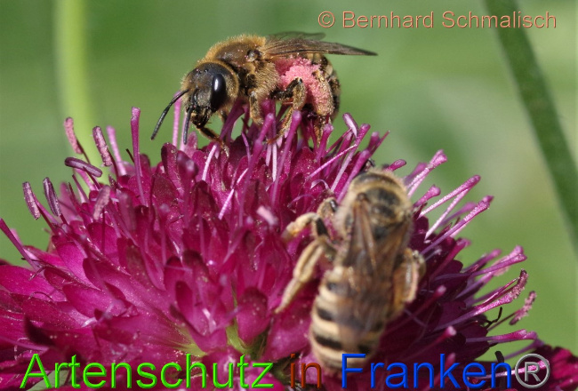 © Artenschutz in Franken® / Bernhard Schmalisch Bild zum Eintrag (1050299-160)