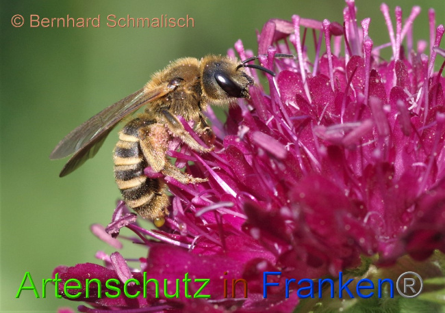 © Artenschutz in Franken® / Bernhard Schmalisch Bild zum Eintrag (1050300-160)