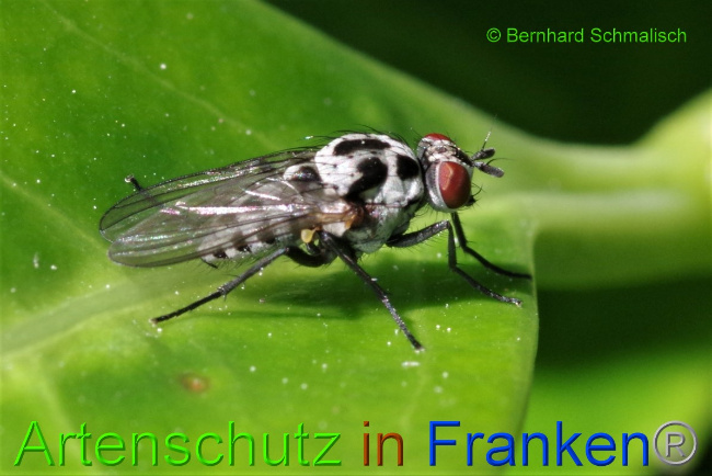 Bild zum Eintrag (1050376-160)