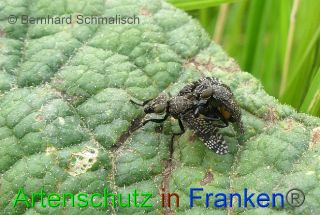 © Artenschutz in Franken® Bernhard Schmalisch Bild zum Eintrag (1050818-160)