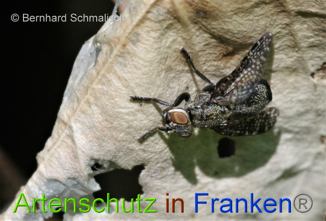 © Artenschutz in Franken® / Bernhard Schmalisch Bild zum Eintrag (1050820-160)