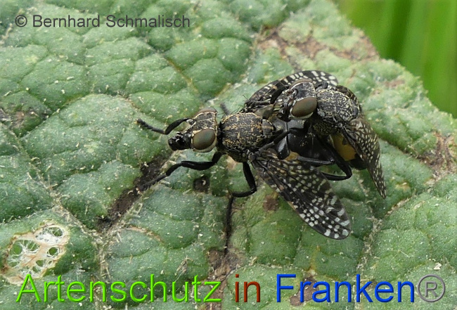 © Artenschutz in Franken® / Bernhard Schmalisch Bild zum Eintrag (1050821-160)