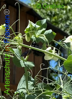 © Artenschutz in Franken® / Grabiec Bild zum Eintrag (1050939-160)