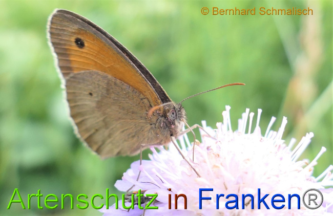 © Artenschutz in Franken® / Bernhard Schmalisch Bild zum Eintrag (1051097-160)