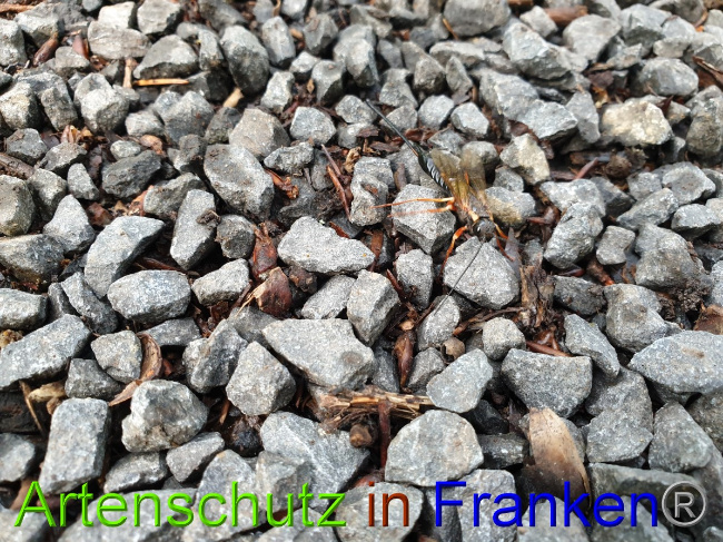 © Artenschutz in Franken® / Jasmin Wegener Bild zum Eintrag (1051249-160)