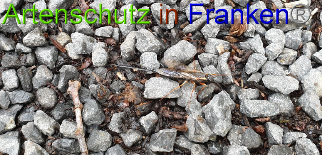 © Artenschutz in Franken® / Jasmin Wegener Bild zum Eintrag (1051250-160)