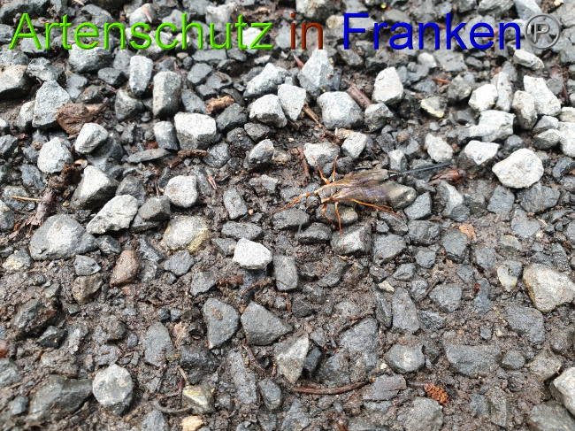 © Artenschutz in Franken® / Jasmin Wegener Bild zum Eintrag (1051251-160)