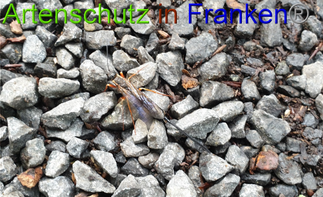 © Artenschutz in Franken® / Jasmin Wegener Bild zum Eintrag (1051253-160)