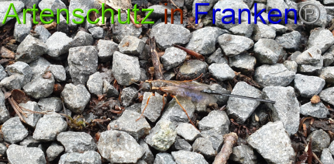 © Artenschutz in Franken® / Jasmin Wegener Bild zum Eintrag (1051254-160)