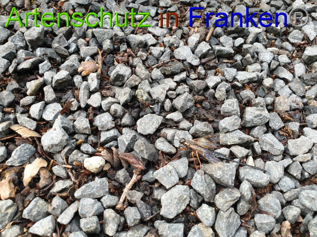 © Artenschutz in Franken® / Jasmin Wegener Bild zum Eintrag (1051255-160)